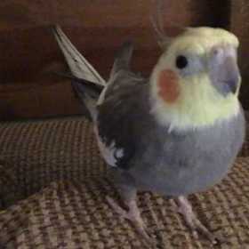 Lost Cockatiel