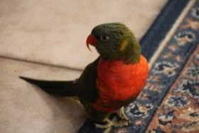 Lost Lory / Lorikeet