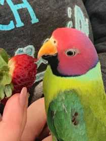 Lost Plum-Headed Parakeet