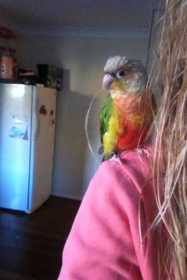 Lost Conure