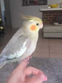 Lost Cockatiel