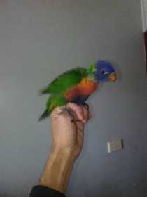 Lost Lory / Lorikeet