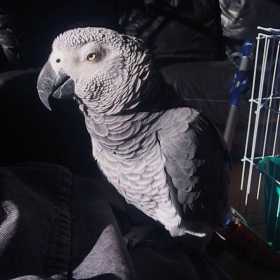 Lost African Grey