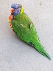 Lost Lory / Lorikeet