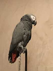 Lost African Grey
