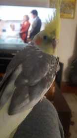 Lost Cockatiel