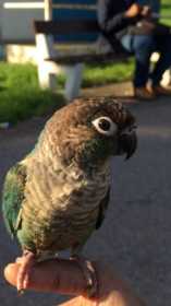 Lost Conure