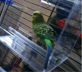 Lost Budgerigar