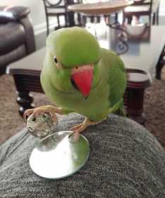 Lost Indian Ringneck Parakeet