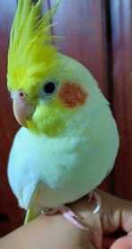 Lost Cockatiel