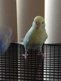 Lost Budgerigar