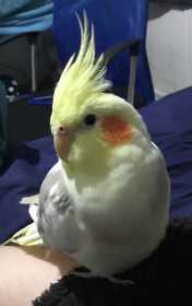Lost Cockatiel
