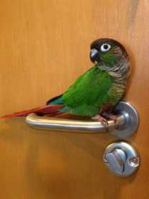 Lost Conure