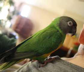 Lost Senegal