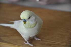 Lost Budgerigar