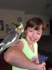 Lost Cockatiel