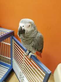 Lost African Grey