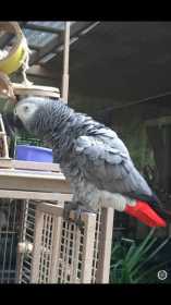 Lost African Grey