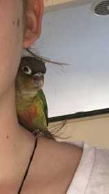 Lost Conure