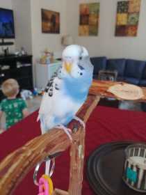 Lost Parakeet