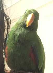 Lost Eclectus