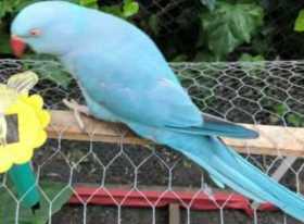 Lost African Ringneck Parakeet