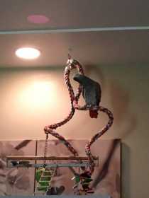 Lost African Grey