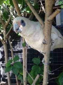 Lost Corella Cockatoo