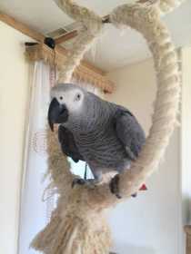 Lost African Grey