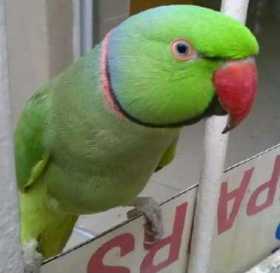 Lost Indian Ringneck Parakeet