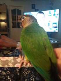 Lost Conure