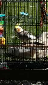 Lost Cockatiel