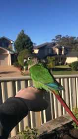 Lost Conure