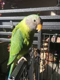 Lost Plum-Headed Parakeet