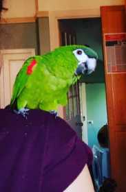 Lost Macaw