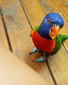 Lost Lory / Lorikeet