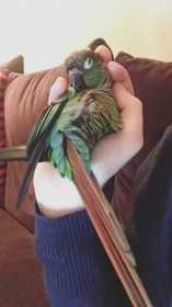 Lost Conure