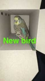 Lost Budgerigar