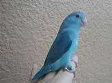 Lost Parrotlet