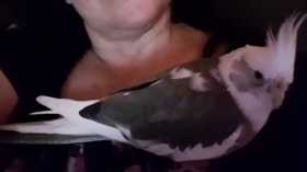 Lost Cockatiel