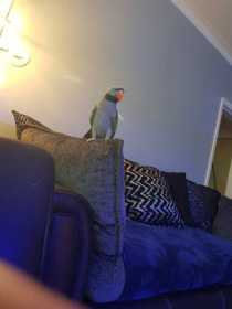 Lost Derbyan Parakeet