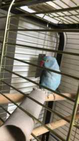 Lost Indian Ringneck Parakeet