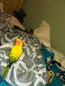 Lost Conure