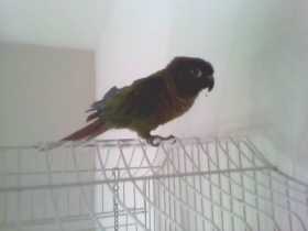 Lost Conure