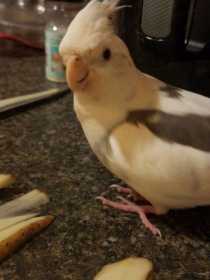 Lost Cockatiel