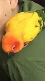 Lost Conure