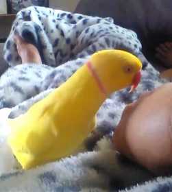 Lost Indian Ringneck Parakeet