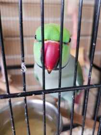 Lost Indian Ringneck Parakeet