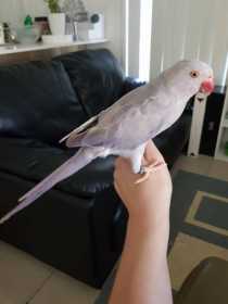 Lost Indian Ringneck Parakeet