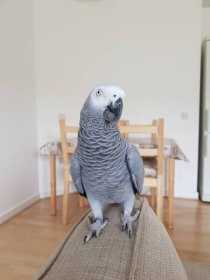 Lost African Grey